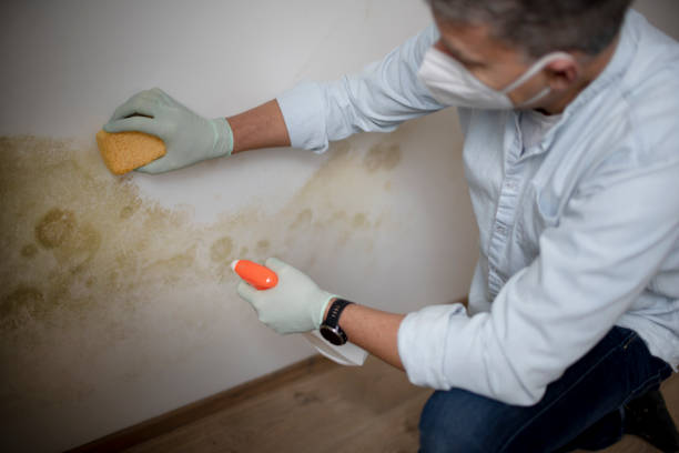 Trusted Chadds Ford, PA Mold Remediation Experts